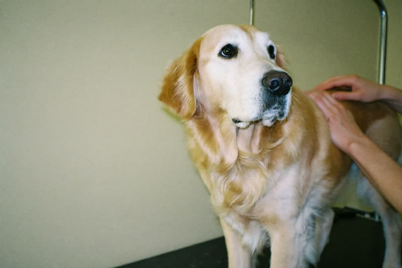 A golden retriever standing calmly on a grooming table