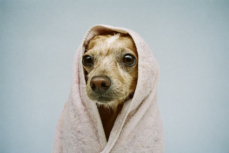 A small dog wrapped in a towel after its bath