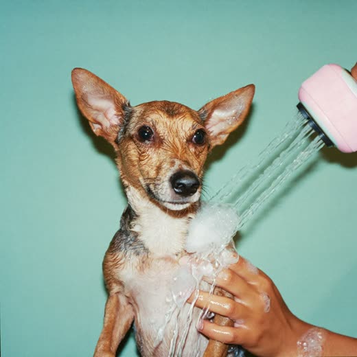 A small terrier mid-bath, coat wet and lathered