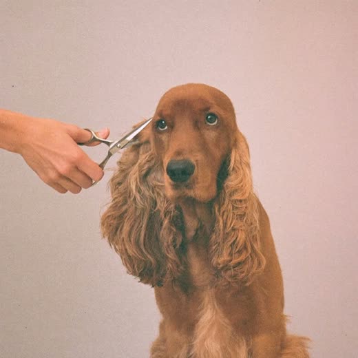 A spaniel having its ear feathering scissor-trimmed