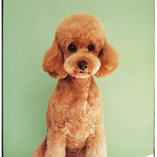 A poodle with a freshly clipped, tidy coat