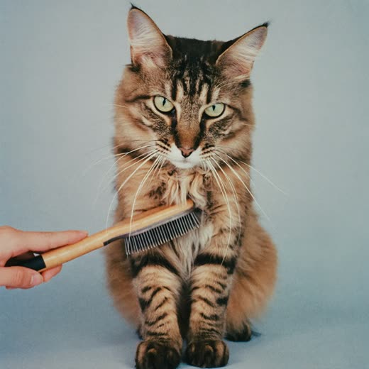 A long-haired cat being brushed out